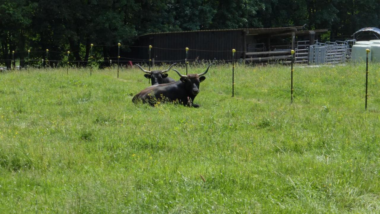Ferienhaus Broche Hilchenbach エクステリア 写真